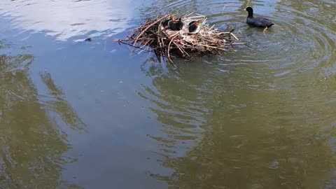 mama duck feeding her little ones
