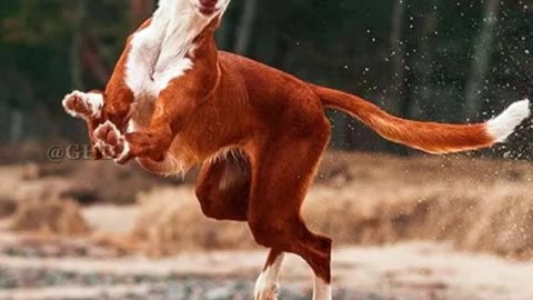 Top 10 Fastest Dog Breeds In the World ---- _shorts