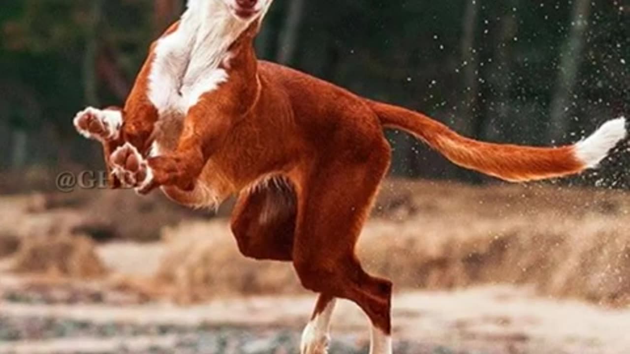 Top 10 Fastest Dog Breeds In the World ---- _shorts