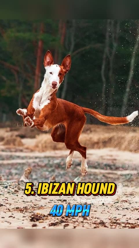 Top 10 Fastest Dog Breeds In the World ---- _shorts