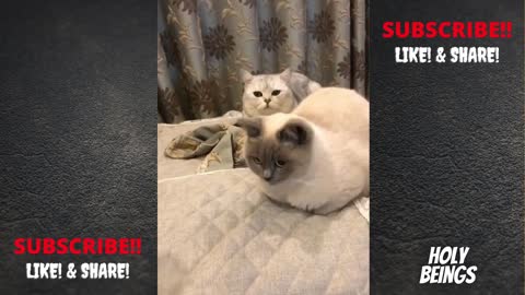 How to train thug life cats.