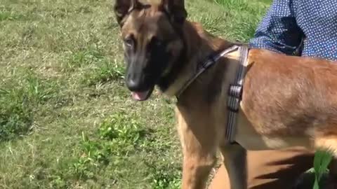 How To Train Your Dog To Listen Without Treats