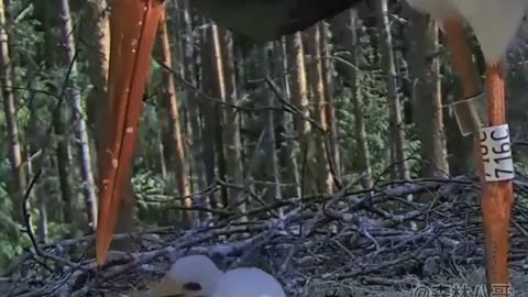 Black Stork