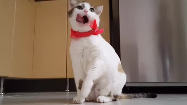 Video Of Funny cute Cat licking her leg