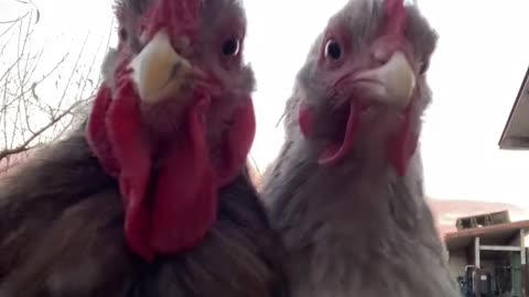 Parte dance of animals good to watch 🙂🙄