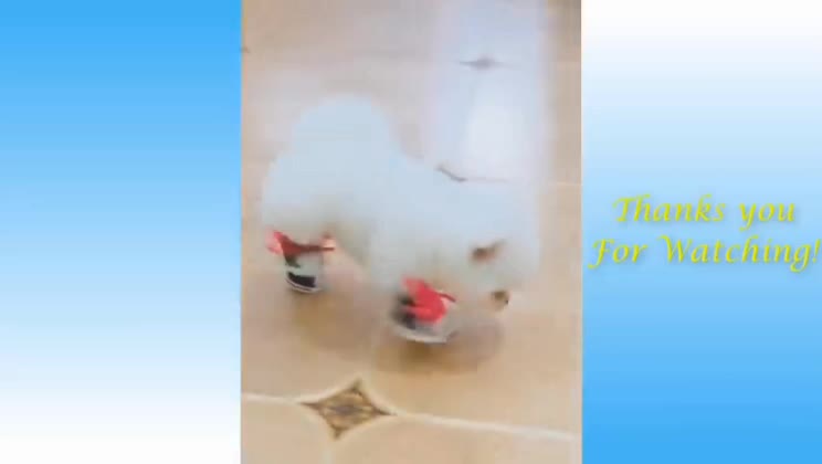 Funny And Cute Cat_S Life (Part 1) Cats And Owner