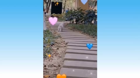 animals funny video #8