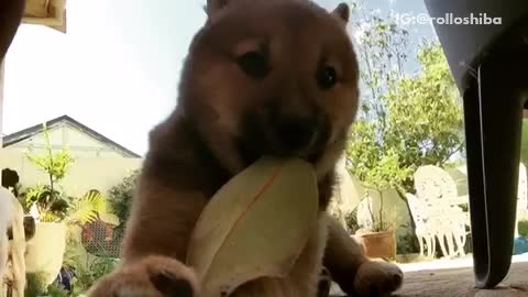 Brown puppy dog chews on leaf