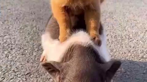 👍 Best Funny Dogs 🐶 Ep04