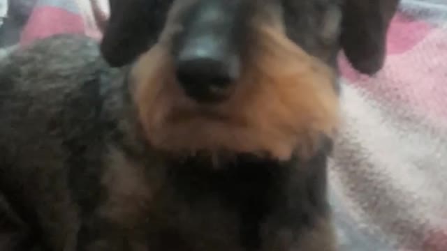 Hypnotyzing the pup