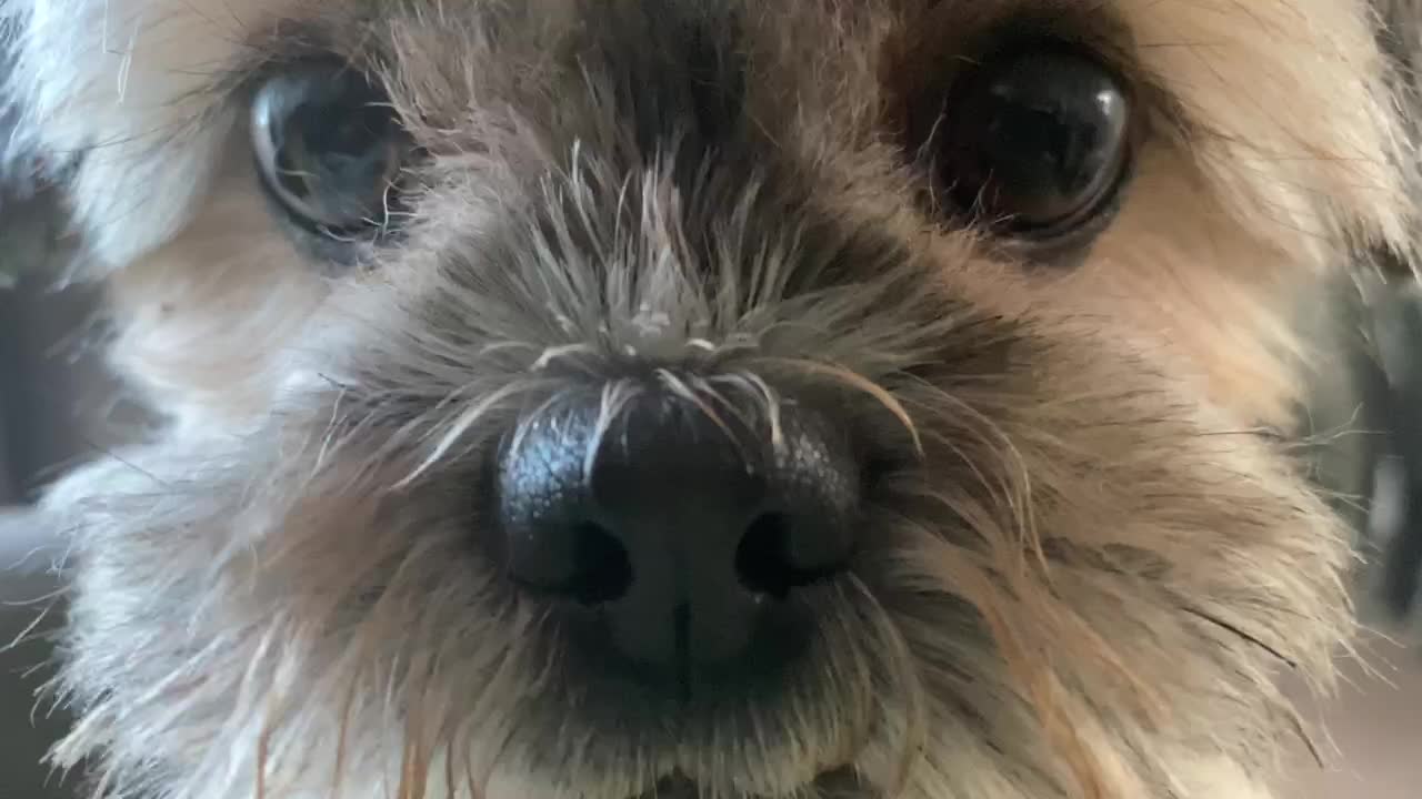 Cutest dog ever!!!!