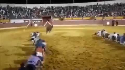 Bull in the arena ,funny scenes