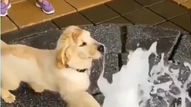 WHY IS THIS FLOWING UPWARD || Cute Funny Dog Reaction with Fountain #shorts #cutedog #funnymoments