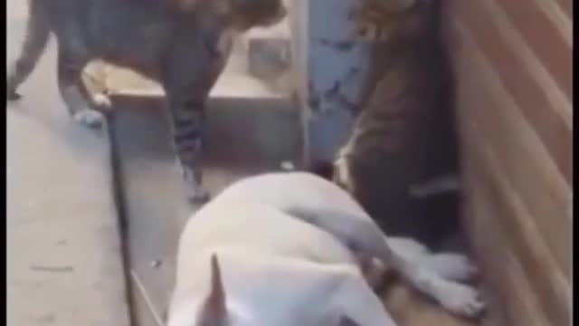 Funny cat and dog video mp4