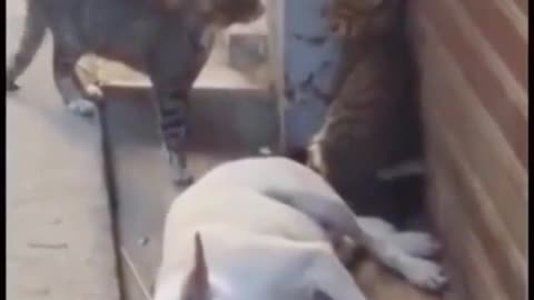 Funny cat and dog video mp4