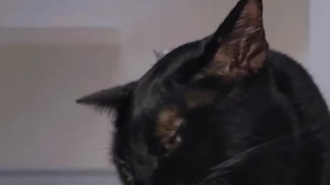funny animals