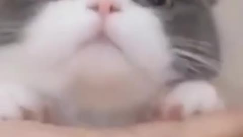 Funny Cats Video
