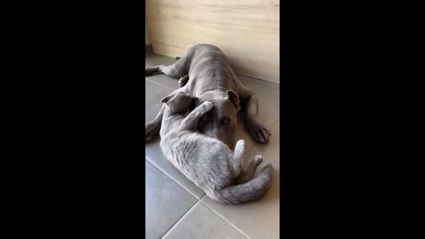 In this video, I am going to show you some of the new breeds of dogs