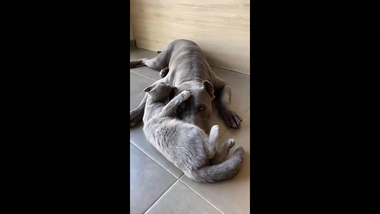 In this video, I am going to show you some of the new breeds of dogs