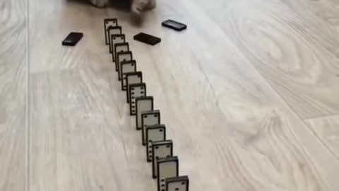 OMG THIS CAT IS SOO CUTE AND SOO CLEAVER### SHORT CLIP#FUNNY VIDEO
