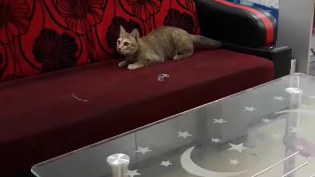 Cat plays alone