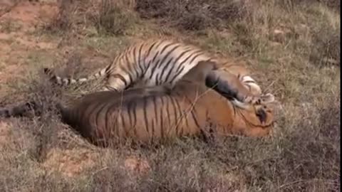 2 Big tiger fight live