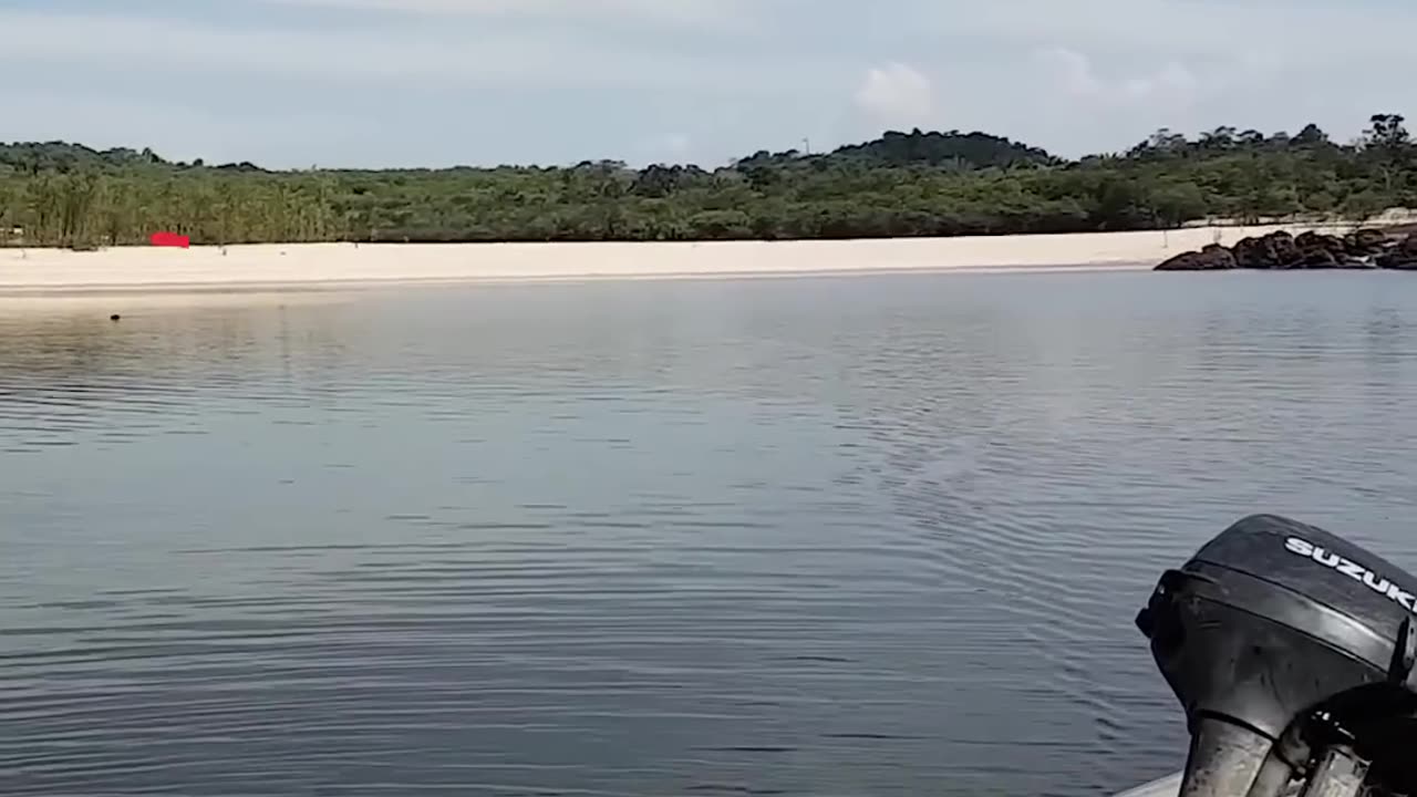 Man On Cruise Finds Dog On Deserted Island and Rescues Her | The Dodo