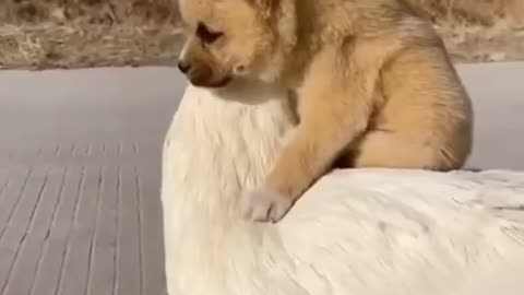 OMG... cute puppy and momma.