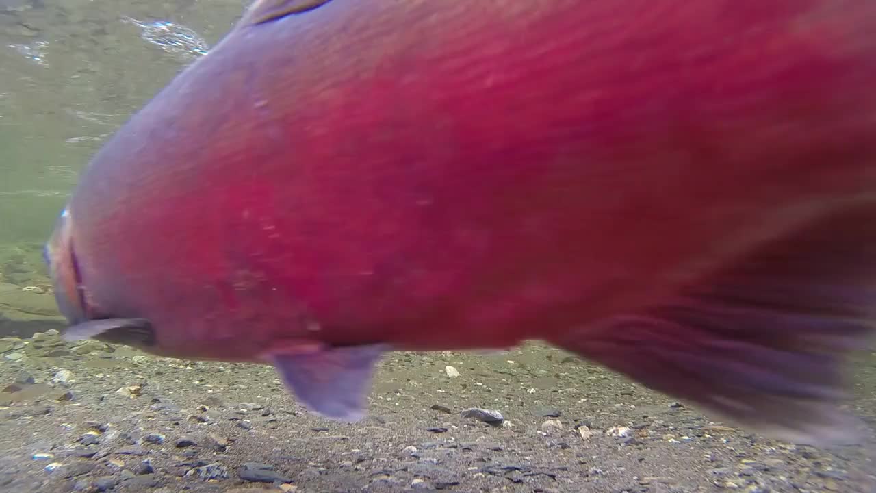 Salmon Fish Stream Water River Underwater