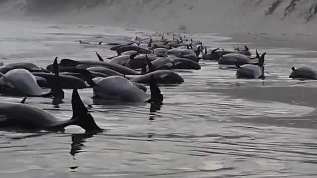 ⚠️Warning Distressing⚠️ 230 Whales Beached In Australia - Half Still Alive