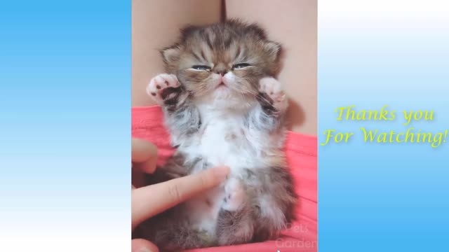 yt1s youtube downloader 😍 Cute Cats and Funny Dogs Videos Compilation 2021 😍