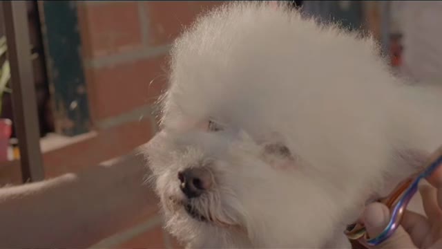 Dog groomer cutting hair to a white dog