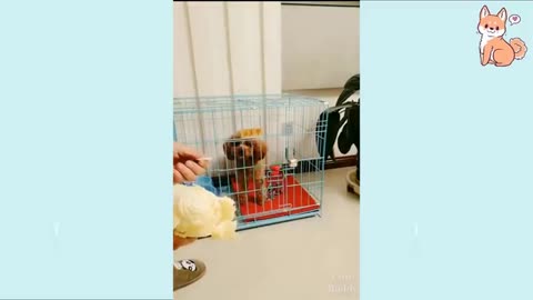 Dogs compilation!!!