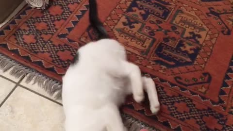 Guy plays with white kitten in a bathroom with his foot