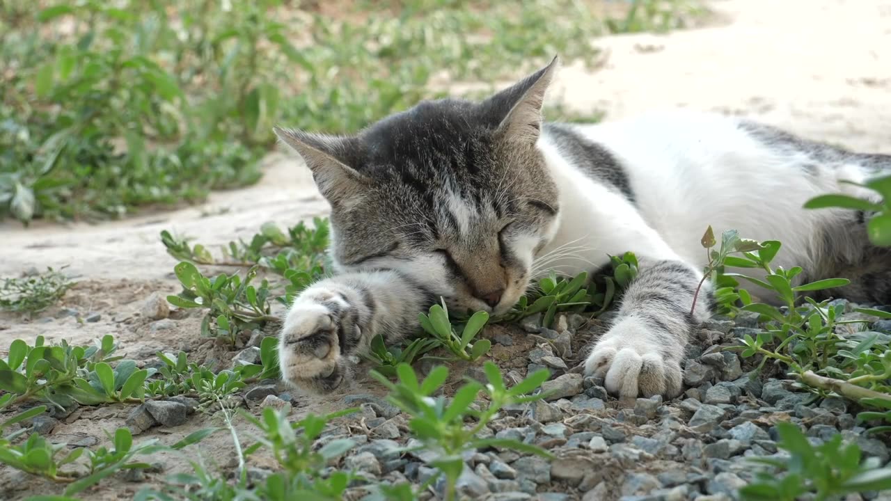 New Funniest Cat & Dog