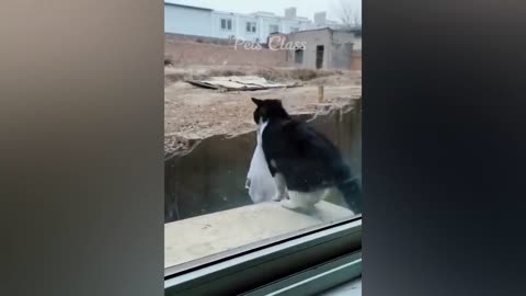 New Funny Animals 😍 Funniest Dogs and Cats Videos 😺🐶 ll UK ll Amezing Video