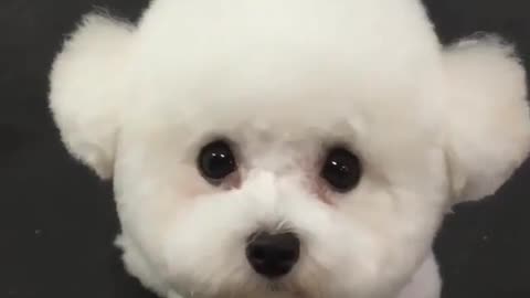 cute dog