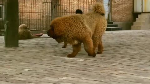 ****TIBETAN MASTIFF*******