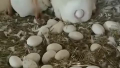 Funny video 🤣