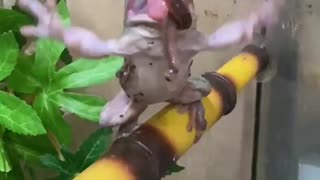 Pet Frog Fails at Snatching Worm