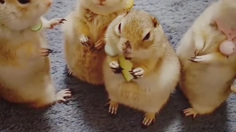 SQUIRRELS FAMILY MEMBERS|| SHARES HER FOODS