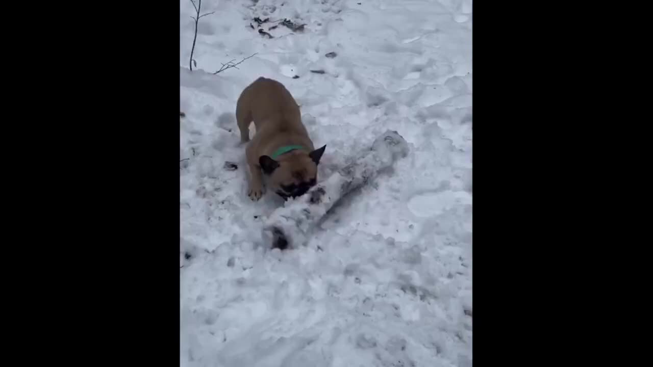 Funny and Cute Moment of the Animals