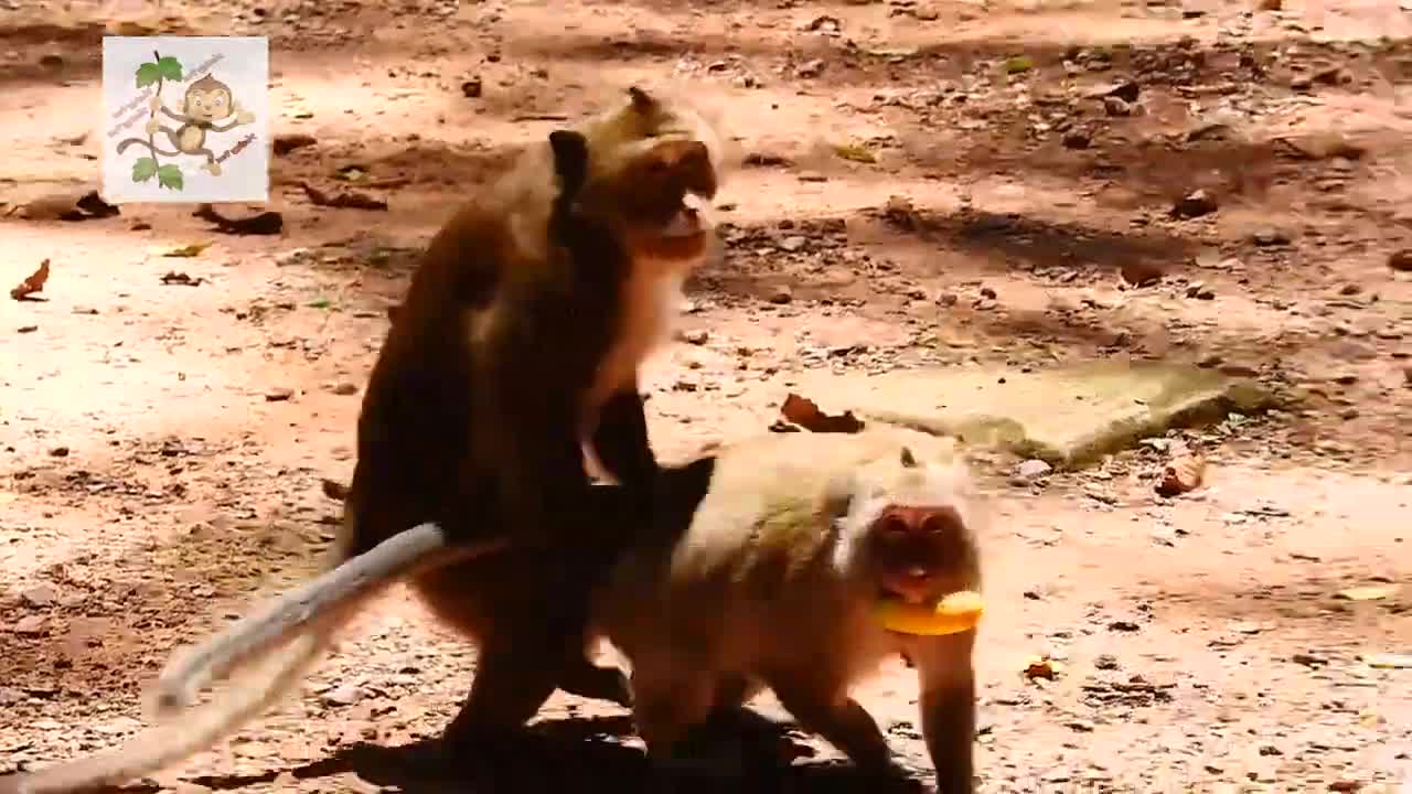 Wow Monkey Young makes the exchange funny