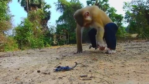 Monkey Vs Scorpion ! Don't Touching Scorpion Cos Danger