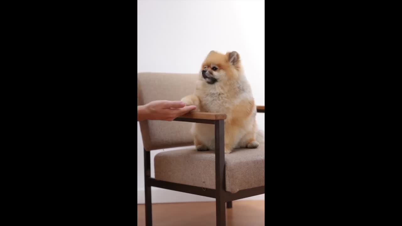 Cut little Dog on a chair/Viral dog.