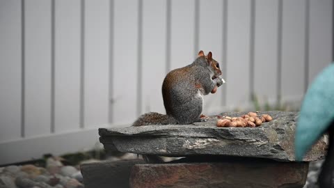 Funny squirrel 🐿 eating videos 🥰🥰🥰🥰🥰🥰🥰