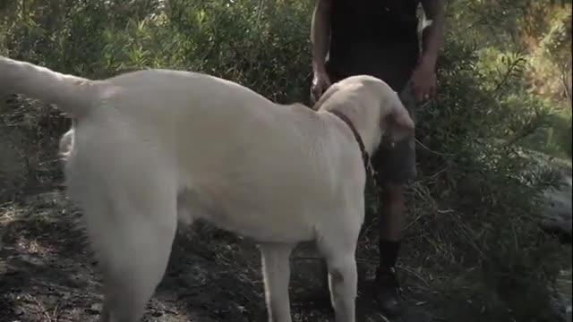 A lovely dog that I play with my master in the forest