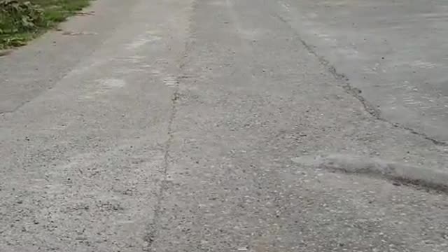 A delightful country dog