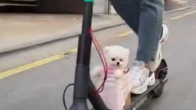 funny video about a dog on a scooter