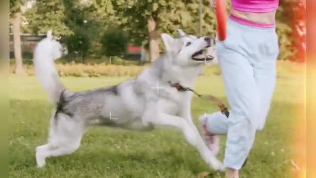 Different Dog training in one video